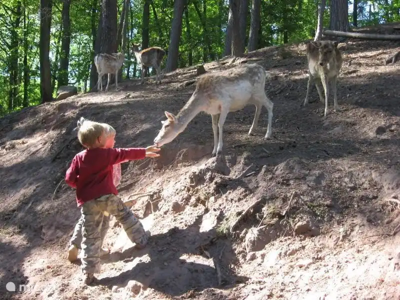 Parc sauvage et pédestre avec aire de jeux et cerfs en liberté et zoo pour enfants à Silz. Ceci est fortement recommandé là où beaucoup de nos clients ont déjà apprécié de visiter.
