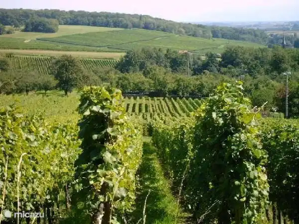 L’Alsace est connue pour ses vins blancs. À la Cave Cléebourg à 6 km, vous pourrez déguster et faire le plein de vin à emporter chez vous ou pendant votre séjour.