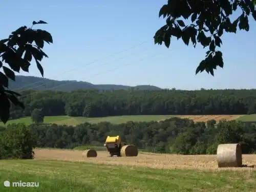 Sous le cerisier, vous pouvez observer la vie à la ferme à Pfaffenbronn.