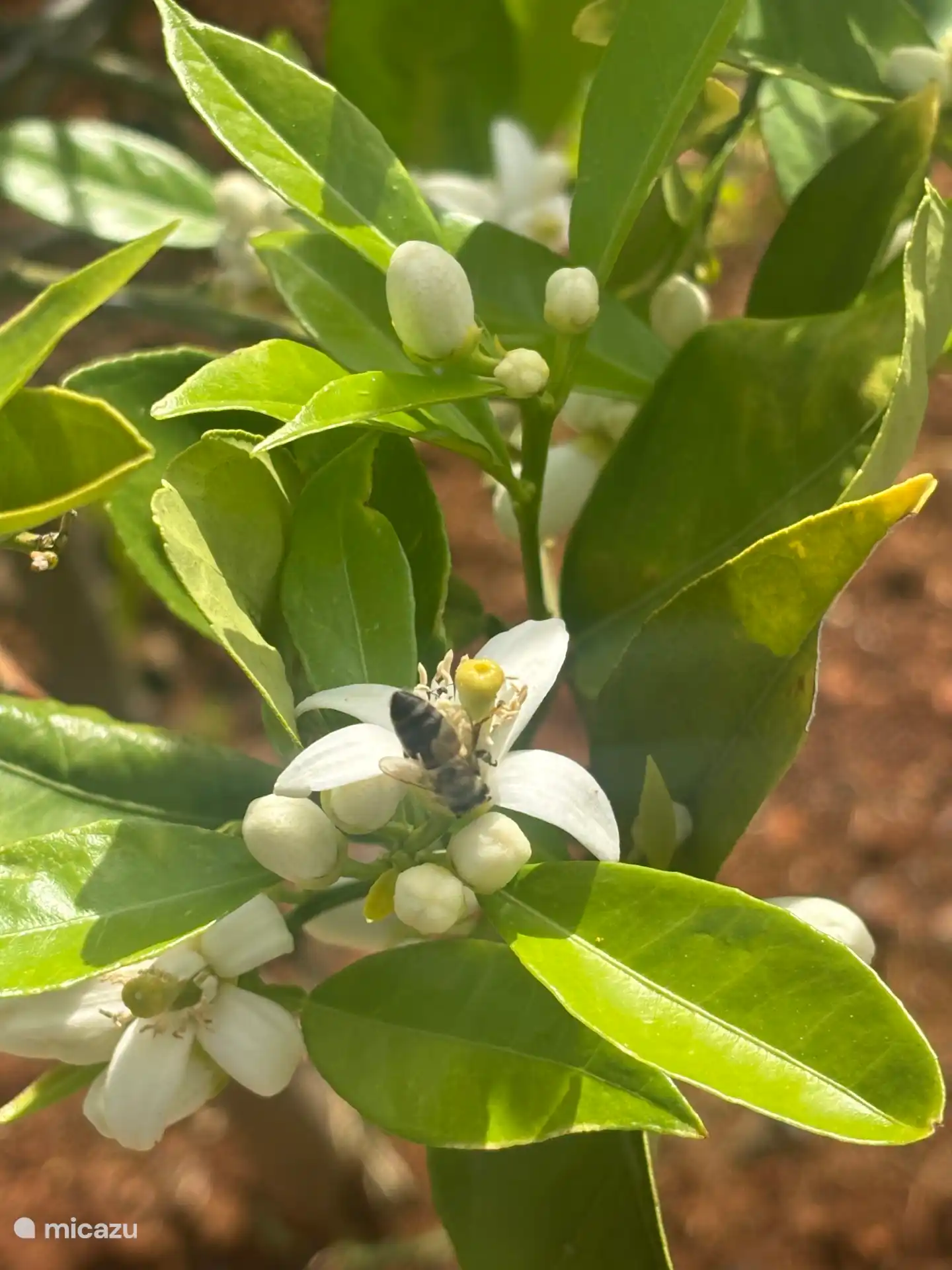 De citrusbomen bloeien volop