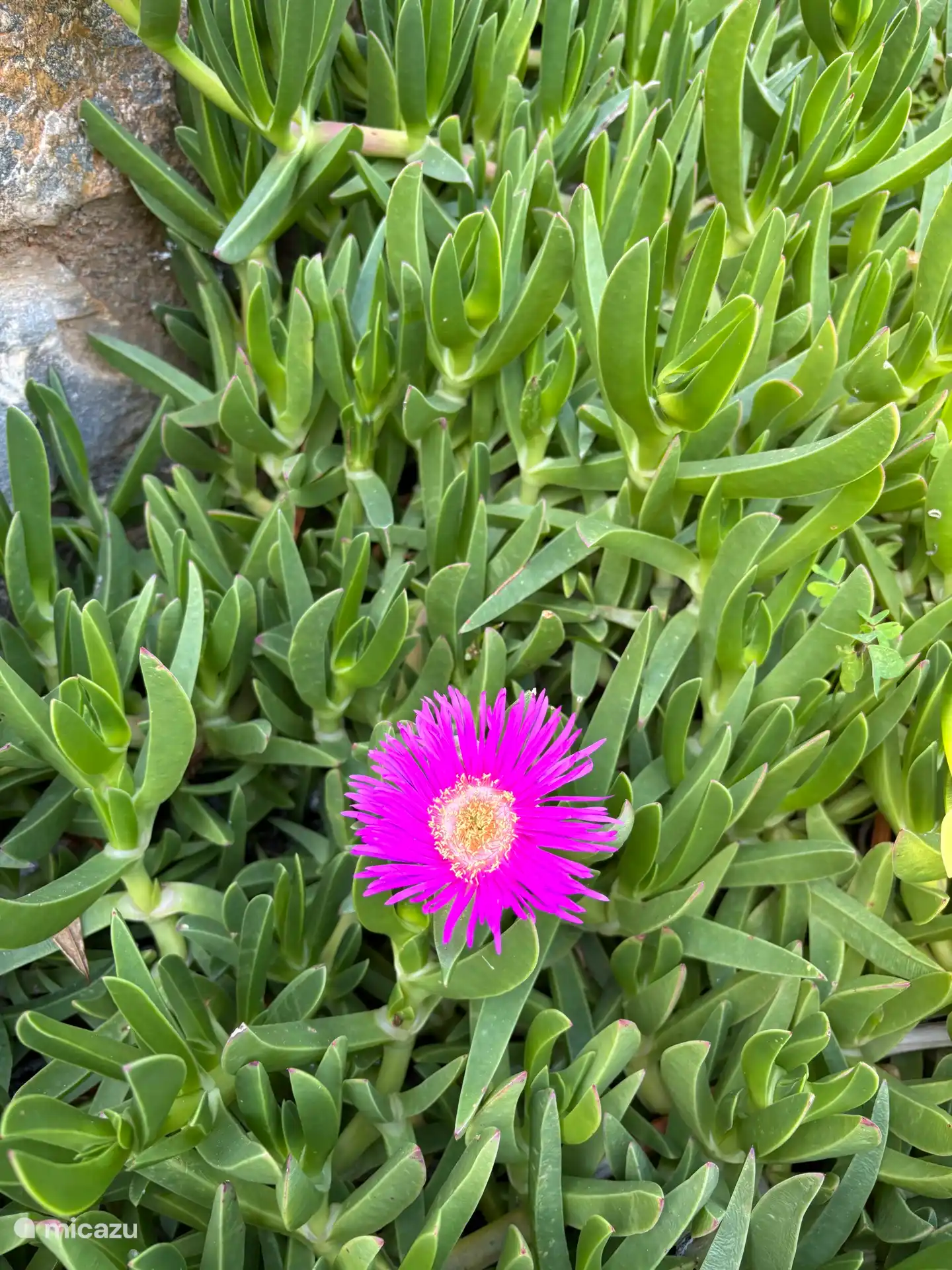 Carpobrotus edulis of te wel Hottentot - vijg