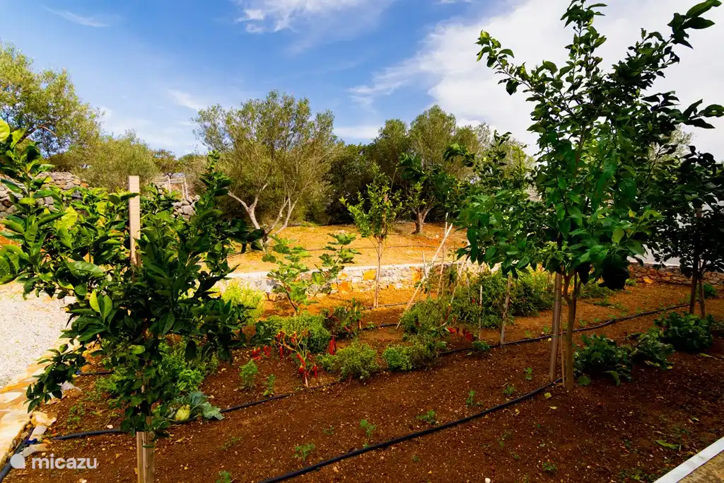 Groentetuin voor een lekker tomaatje bij het ontbijt