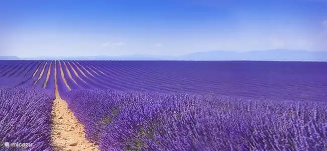 Les champs de lavande à proximité