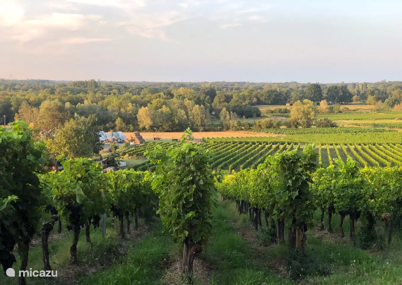 Vignobles de Saint Sornin.