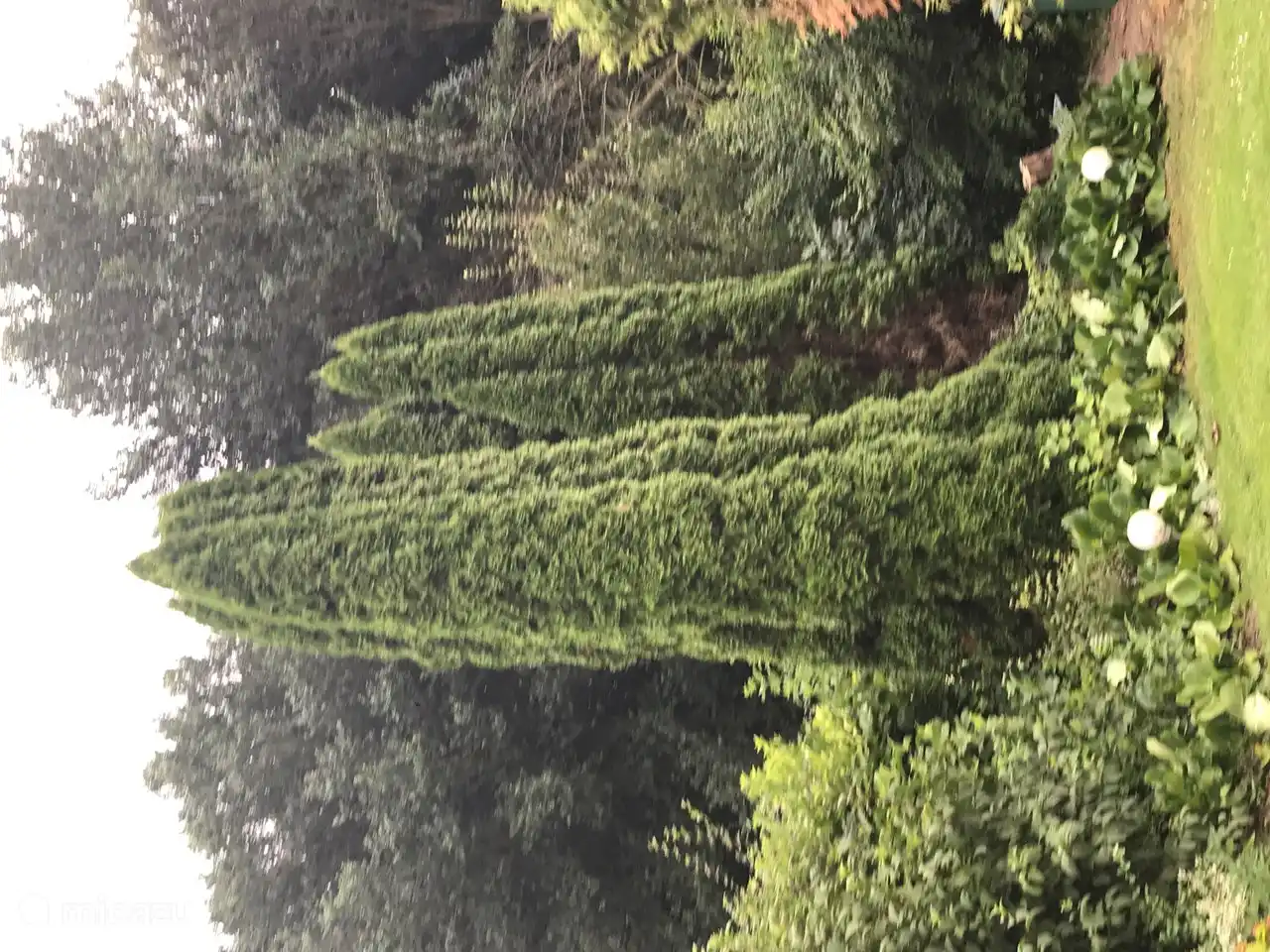 Zypressen in unserem Hinterhof