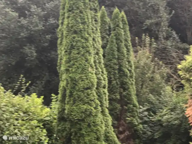 Location de Vacances Pays-Bas, Flevoland, Zeewolde, villa - The Dutch Green View Villa cyprès dans notre jardin