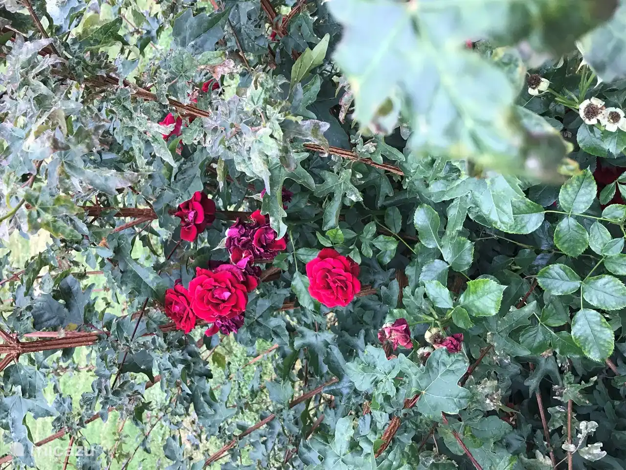 Rote Rosen in unserem Hinterhof