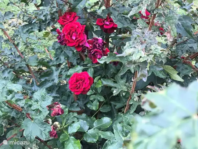 Location de Vacances Pays-Bas, Flevoland, Zeewolde, villa - The Dutch Green View Villa roses rouges dans notre jardin