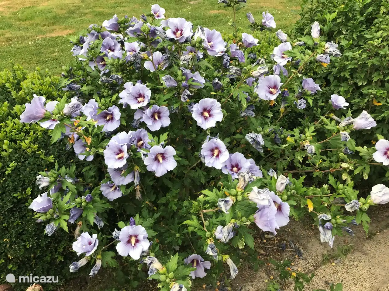 schöner Hibiskus im Hinterhof