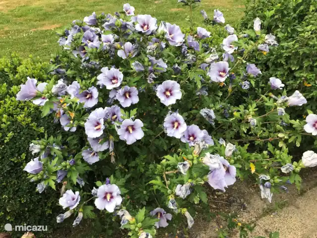Location de Vacances Pays-Bas, Flevoland, Zeewolde, villa - The Dutch Green View Villa bel hibiscus dans le jardin