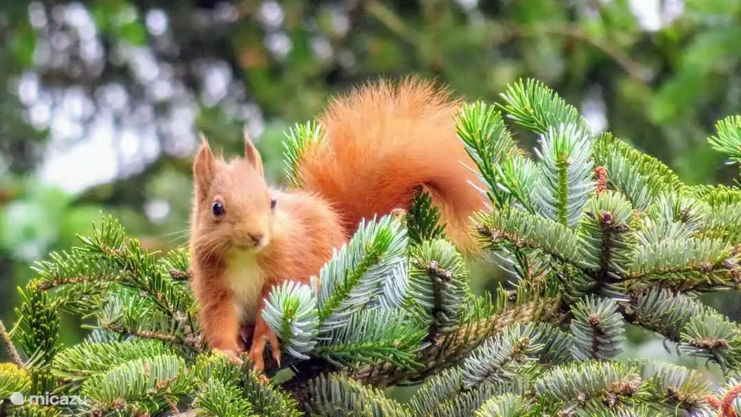 Photo prise dans notre jardin par un de nos invités.