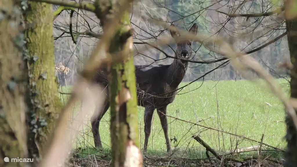 Cerf dans le jardin.