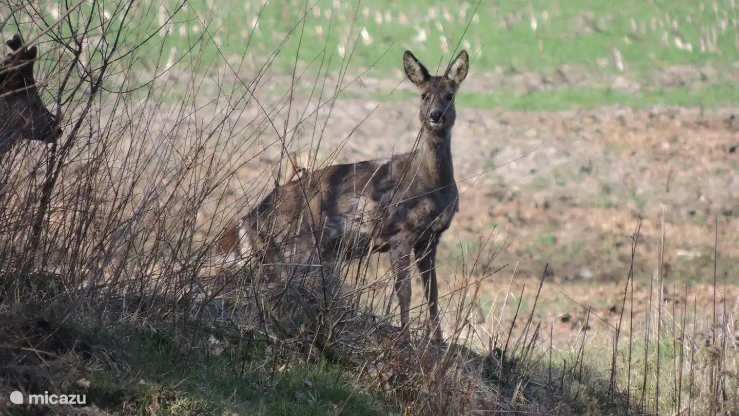 Cerf au bord du jardin.