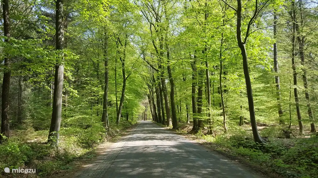 Cyclisme sans fin à travers les bois.