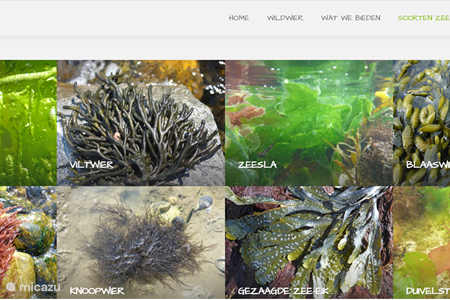 Descubre las algas de Zelanda