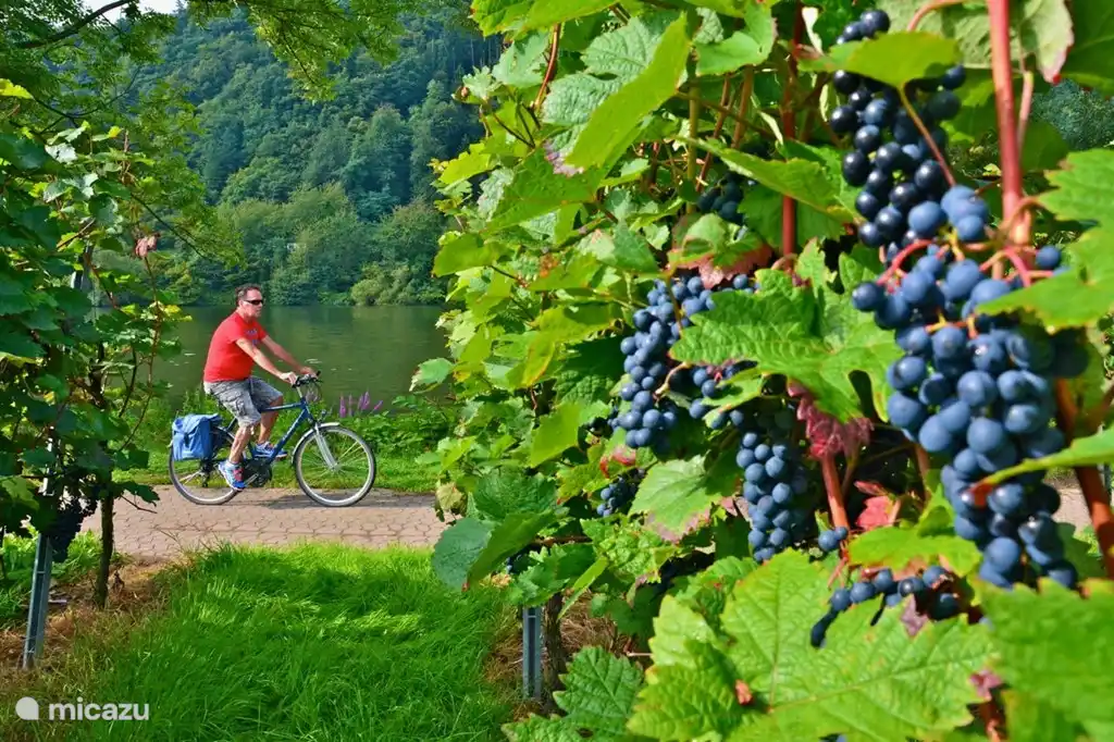 Cycling along the Moselle, a much done activity. Especially because there are good cycle paths!