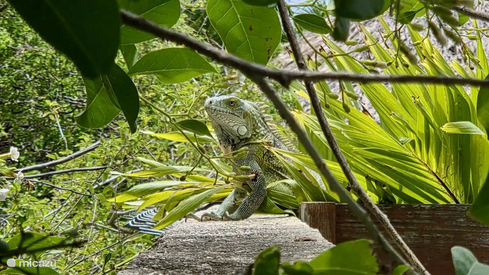 Leo, unser Bademeister