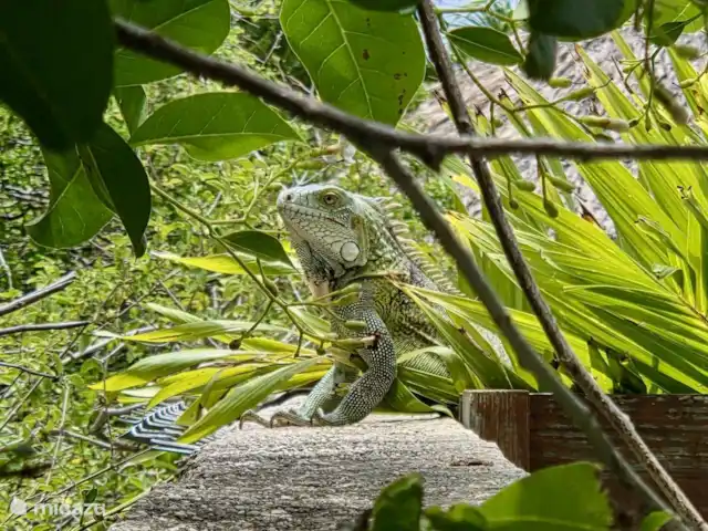 Villa Locabana Curaçao | Curaçao, Banda Ariba (est), Jan Thiel - villa Leo notre sauveteur