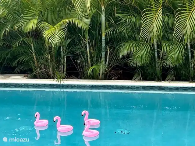 Villa Locabana Curaçao | Curaçao, Banda Ariba (est), Jan Thiel - villa Piscine privée avec animaux de compagnie