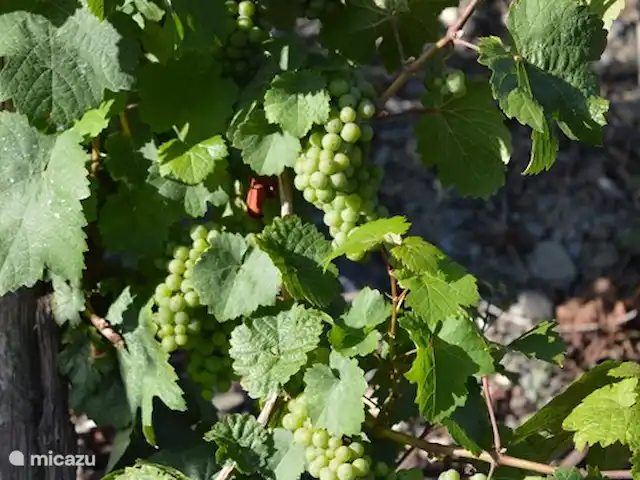 apartamento en Alemania, Mosela, Enkirch – Moselglück - apartamento Grossbach ¡Las uvas de vino!
