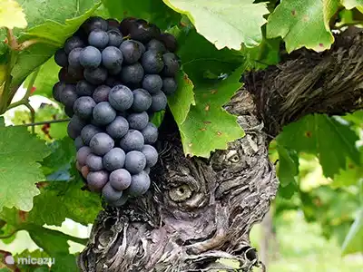 Dornfelder Uva de vino tinto