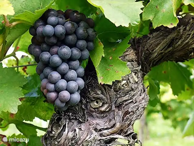 Wandelen, Duitsland, Moezel, Enkirch, appartement Moselglück - appartement Moselsteig Dornfelder Rode wijndruif