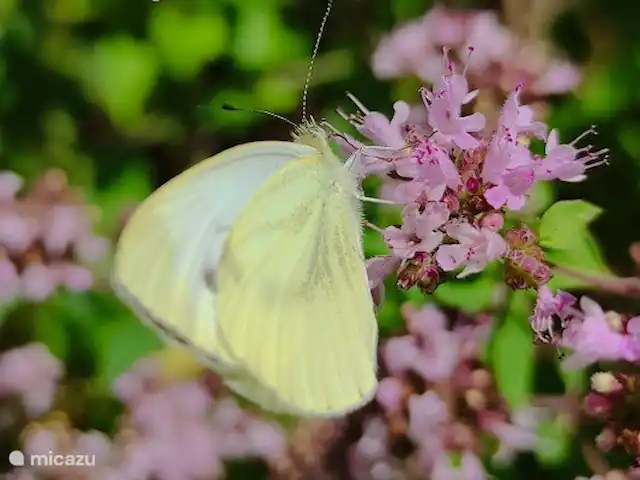 Wandelen, Duitsland, Moezel, Enkirch, appartement Moselglück - appartement Moselsteig Terras gedeelte / sfeerfoto