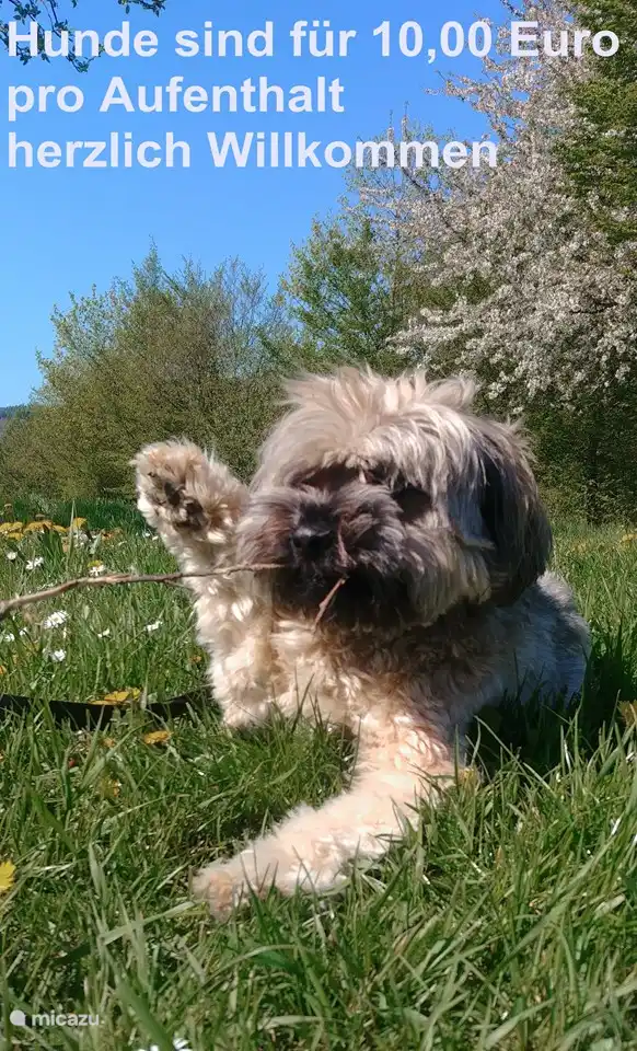 Se admiten perros en este apartamento bajo consulta por 10,00 euros por estancia