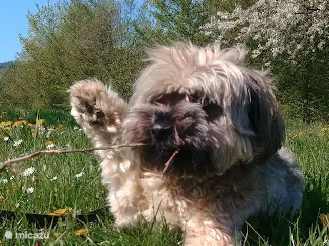 Wandelen, Duitsland, Moezel, Enkirch, appartement Moselglück - appartement Moselsteig In dit appartement zijn in overleg honden toegestaan voor 10,00 euro per verblijf