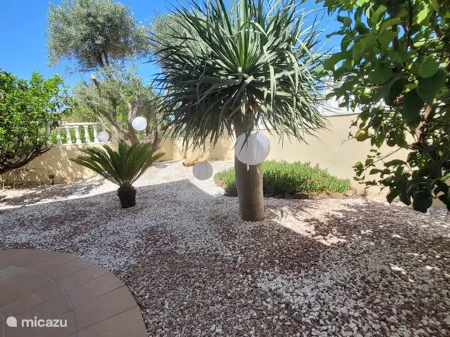 Villa Mi casa - Benijófar huren in Spanje, Costa Blanca, Benijófar - vakantiehuis Sfeer in de voortuin.