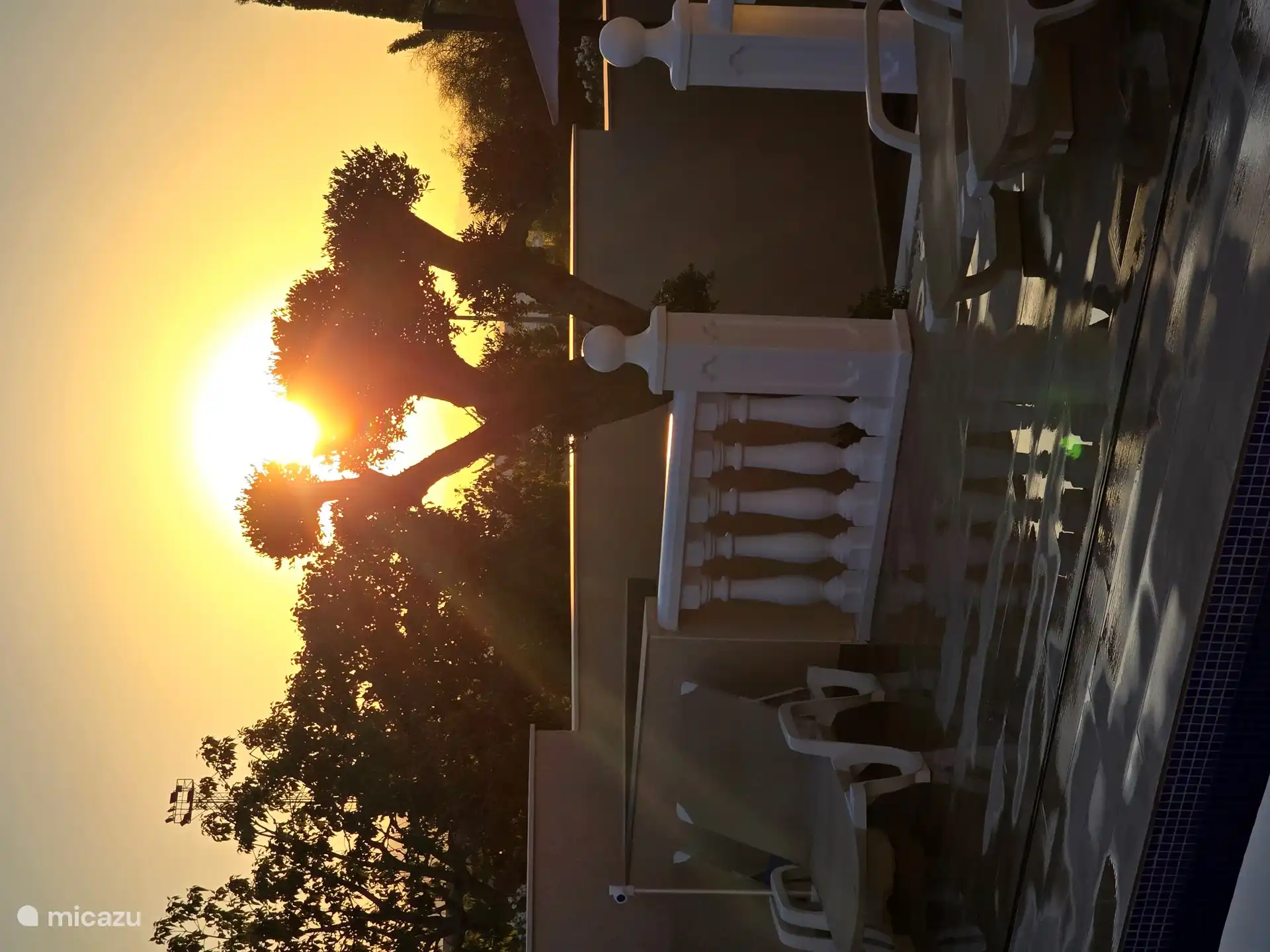 En nuestro jardín se pueden encontrar varios olivos preciosos.