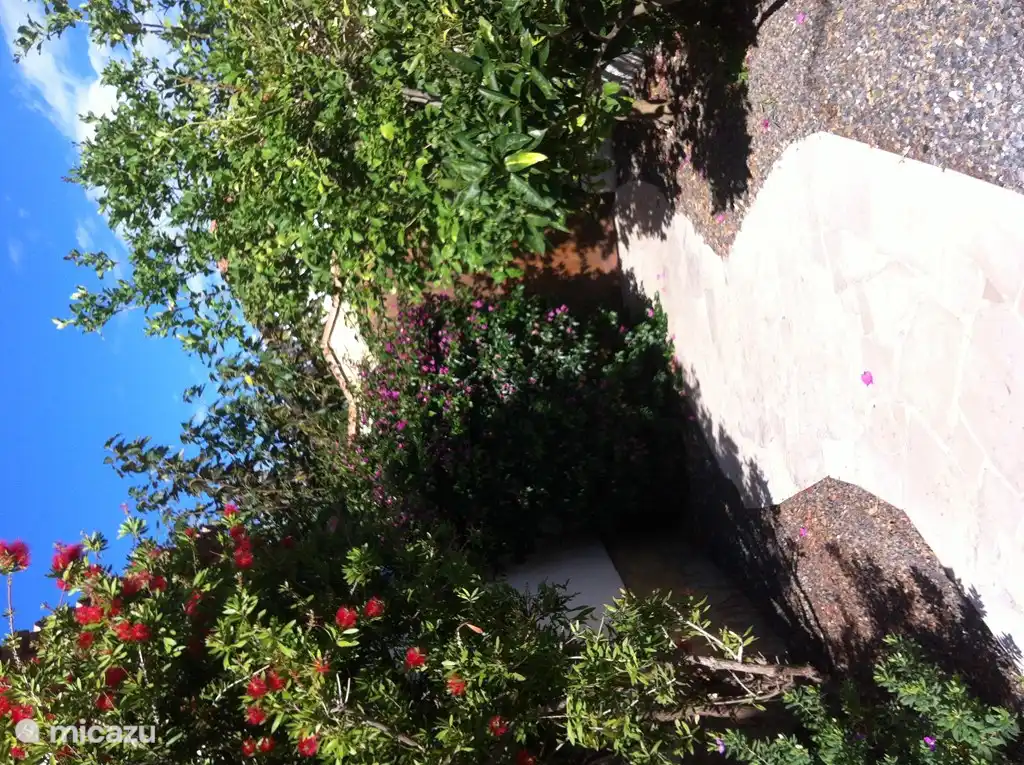 Pad naar achtertuin.