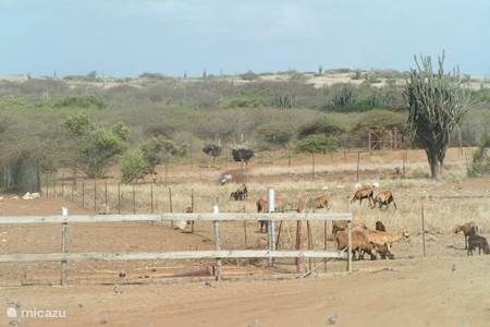 Goats are typical for Curacao