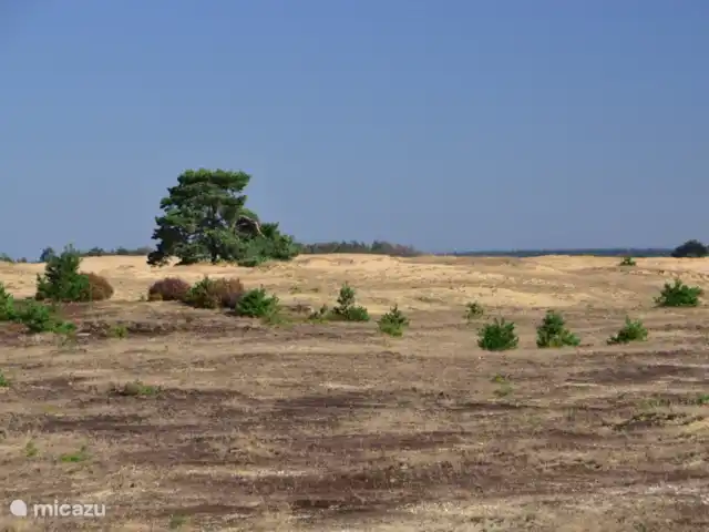 Parc naturel Boshuisje Veluwe Hoefbos | Pays-Bas, Gueldre, Otterlo - maison mitoyenne Des dérives de sable