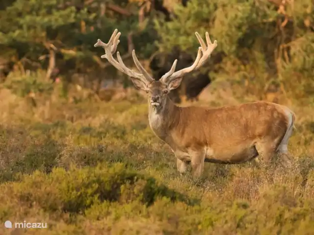 Parc naturel Boshuisje Veluwe Hoefbos | Pays-Bas, Gueldre, Otterlo - maison mitoyenne Cerf sur la Veluwe