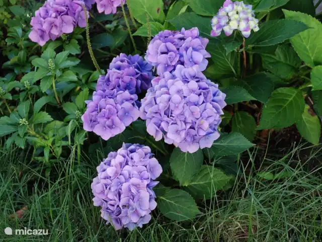 Pake's Hûs huren in Nederland, Friesland, Oudemirdum - vakantiehuis onze tuin