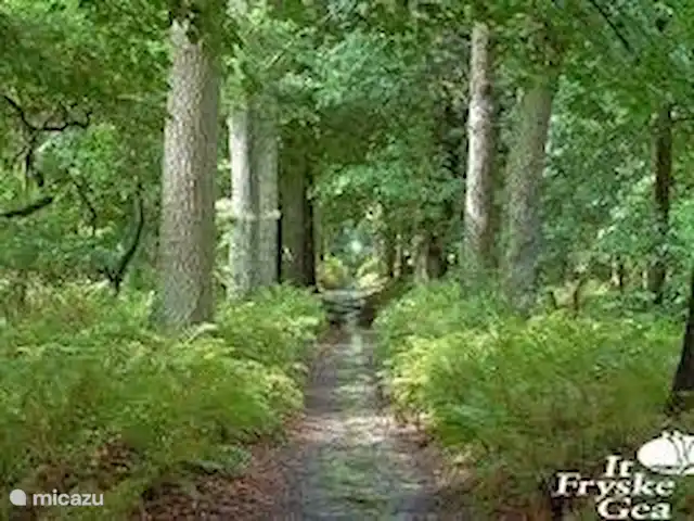 Pake's Hûs huren in Nederland, Friesland, Oudemirdum - vakantiehuis het bos in Rijs