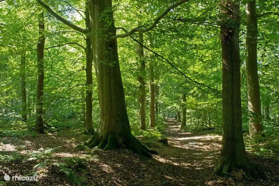 Wald hinter dem Haus