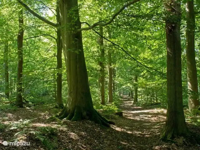 Pake's Hûs huren in Nederland, Friesland, Oudemirdum - vakantiehuis bos bij ons achter het huis