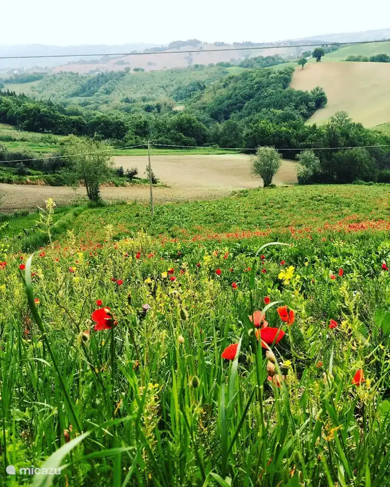 Vista sobre los campos