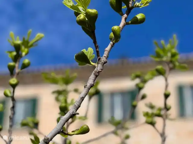 Fietsen, Italië, Marche, Arcevia, appartement Iris Vijgen