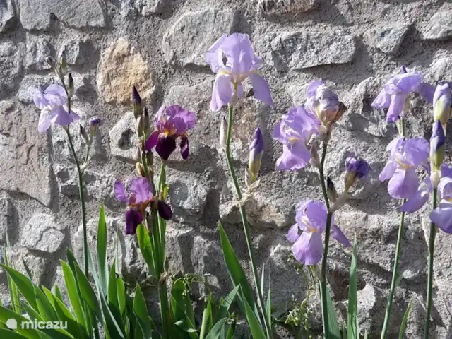Location de Vacances France, Isère, Vaujany, appartement - Appartement Chalet Solneige Jardin