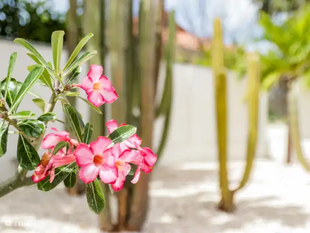 ABC Resort Curaçao A | Curaçao, Curaçao-Centre, Julianadorp - appartement Une flore et une faune magnifiques