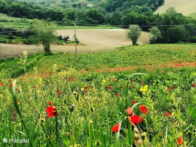 appartement huren in Italië, Marche, Arcevia – Rosa Vergezicht