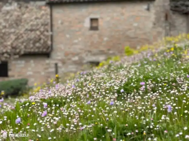 appartement huren in Italië, Marche, Arcevia – Lavanda
