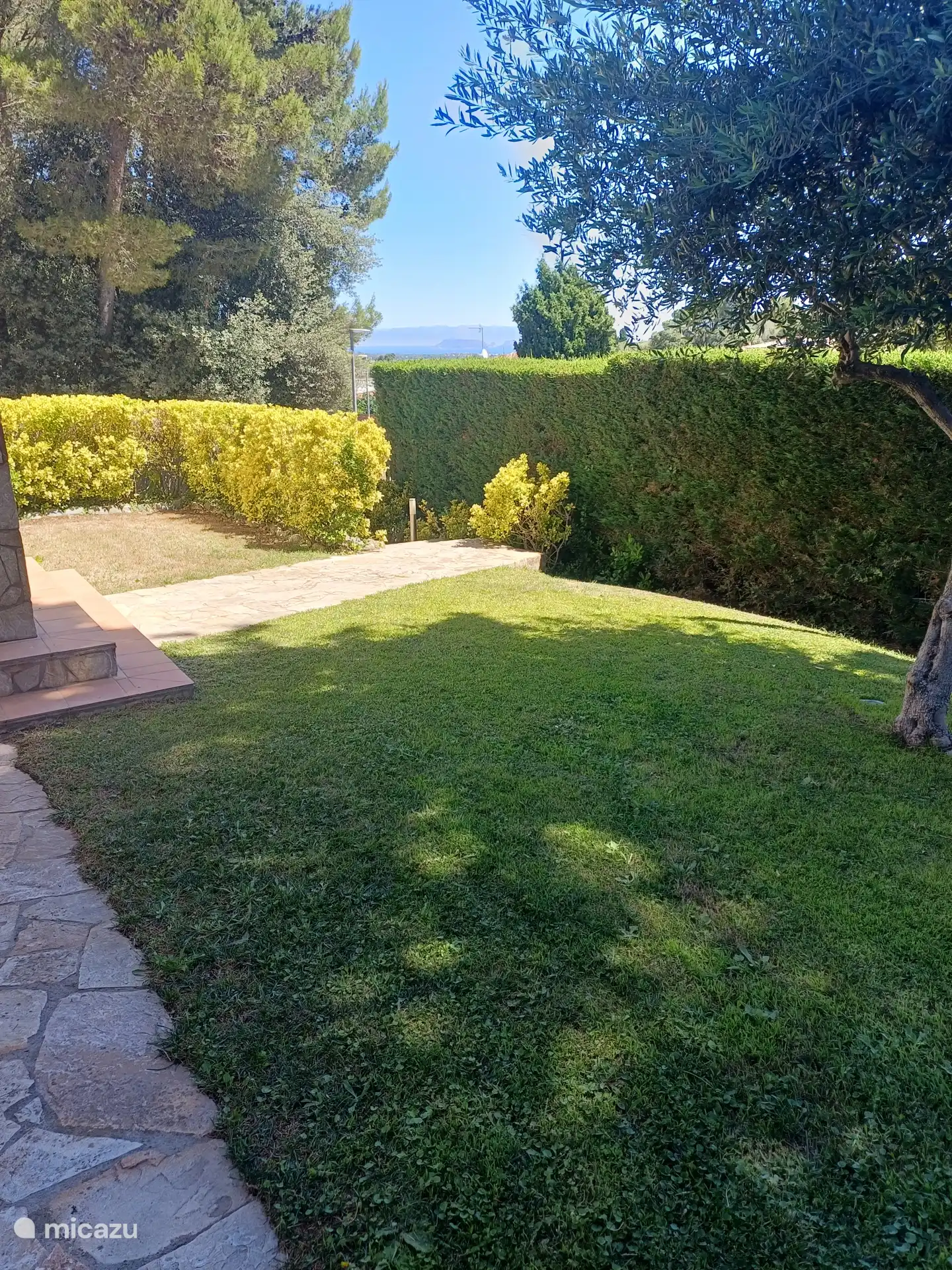 A little water for the olive tree is also allowed.