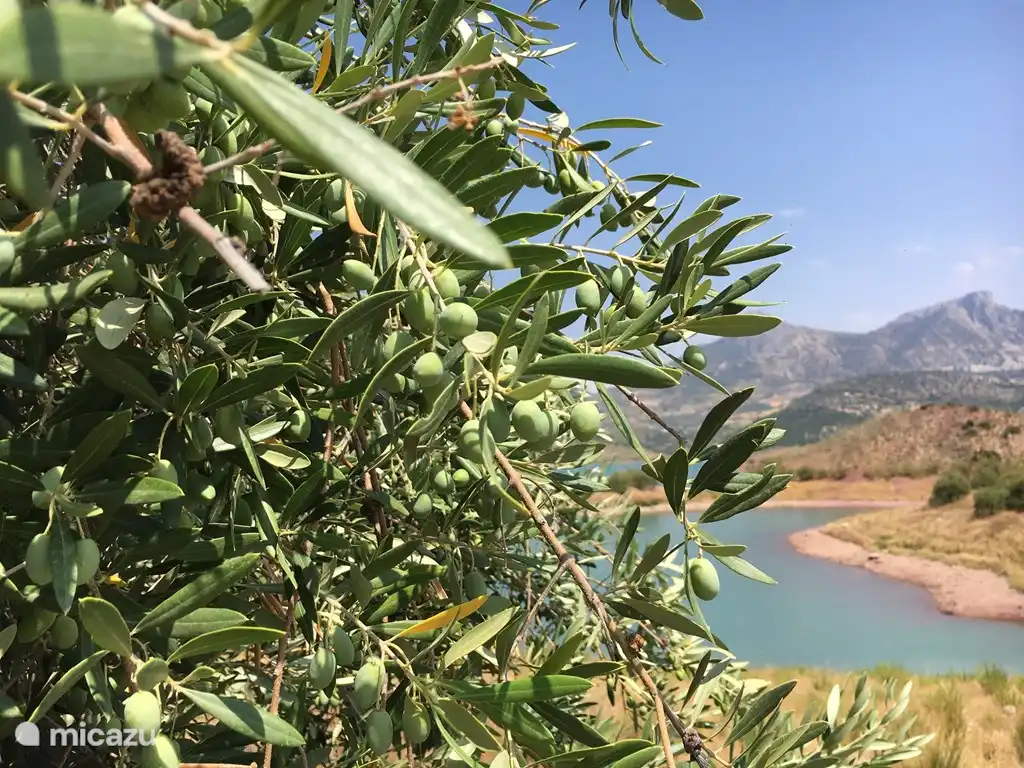 Olives & more in Andalucia 