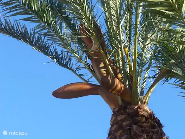 El Nido del Mar Menor en España, Costa Cálida, Lo Pagán - villa Palmera