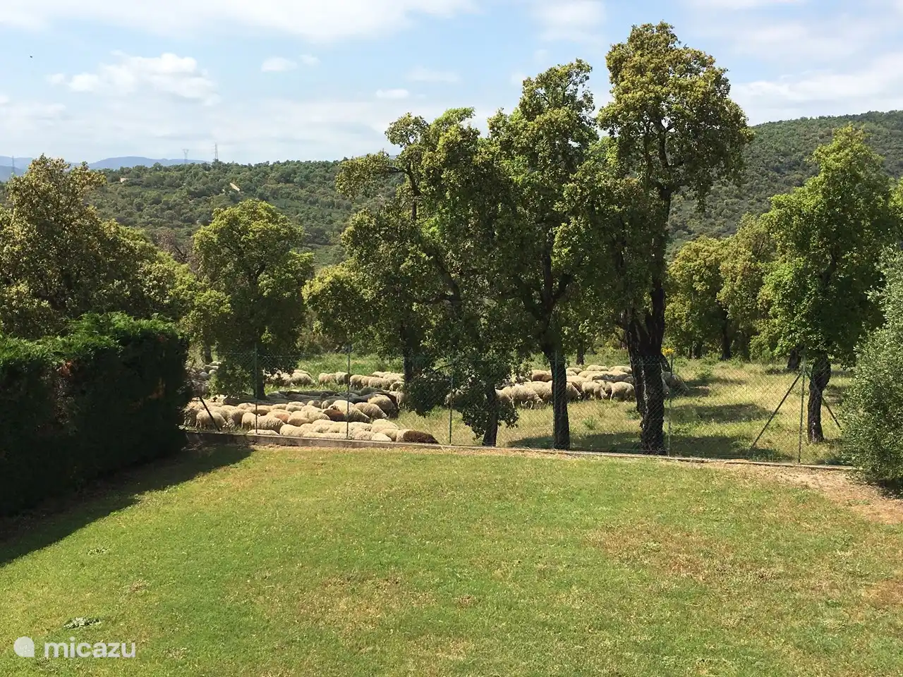 Im Frühling kommt hin und wieder ein Hirte mit einer Schafherde vorbei. Sehr schön, dass ihre Glocken läuten.