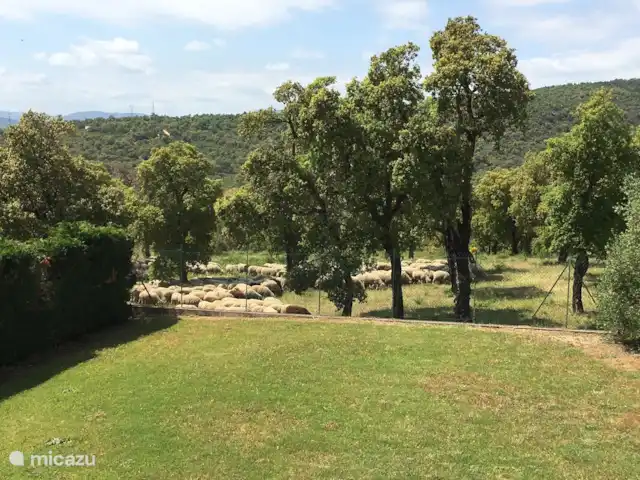 Villa Bonbonnette huren in Frankrijk, Côte d´Azur, Sainte-Maxime - villa in het voorjaar komt er zo af en toe een herder met een kudden schapen voorbij. Heel gezellig dat geklingel van hun bellen.